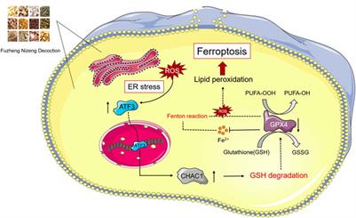 Fuzheng Nizeng Decoction regulated ferroptosis and endoplasmic reticulum stress in the treatment of gastric precancerous lesions: A mechanistic study based on metabolomics coupled with transcriptomics